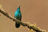 Colibri thalassinus