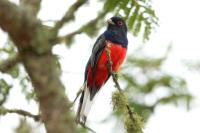 Trogon surrucura