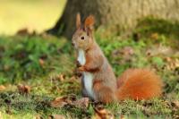 Red squirrel