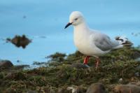 Larus bulleri 