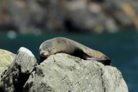 New Zealand sea lion