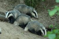 European badger