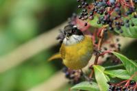 Chlorospingus pileatus