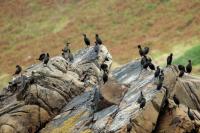 Phalacrocorax aristotelis