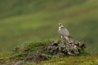 Iceland - fauna