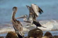 Phalacrocorax brasilianus