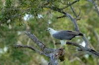 Haliaeetus leucogaster