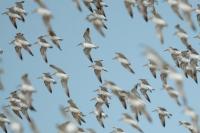 Calidris tenuirostris