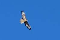 Buteo buteo vulpinus 