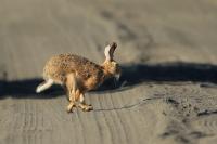 European hare