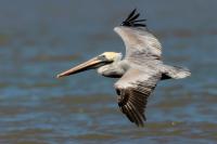 Pelecanus occidentalis