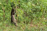 Indian palm squirrel