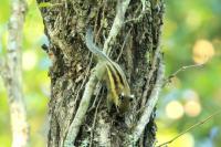 Siberian Chipmunk