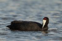 Fulica cristata