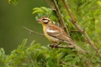 Emberiza flaviventris