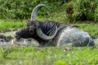 Wild water buffalo