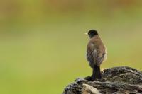 Turdus falcklandii