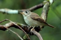 Muscicapa muttui