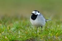 Motacilla alba