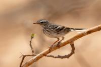 Anthus berthelotii