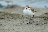 Charadrius mongolus