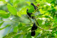 Crotophaga sulcirostris