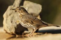 Turdus viscivorus