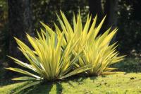 Thailand flora