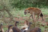 Spotted hyena