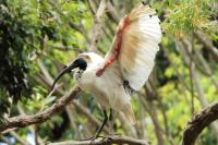 Threskiornis molucca