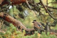 Garrulus glandarius atricapillus