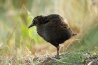 Gallirallus australis