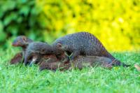 Banded mongoose