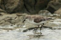 Calidris ruficollis