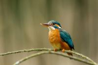 Alcedo atthis