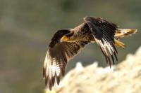 Caracara plancus