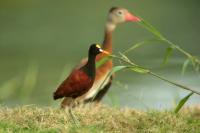 Jacana spinosa