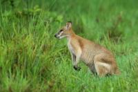 Agile wallaby