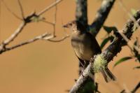 Turdus plebejus