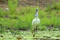 Platalea regia