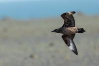 Stercorarius skua