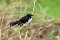 Rhipidura leucophrys