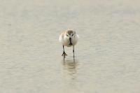 Calidris pygmaea