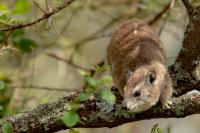 Bush hyrax