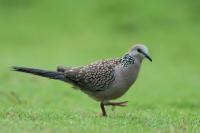 Streptopelia chinensis