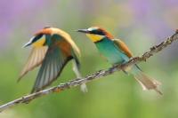 Merops apiaster