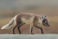 Arctic fox