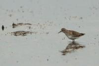 Calidris subminuta