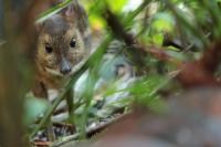 Yellow-striped chevrotain