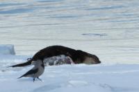 Eurasian otter